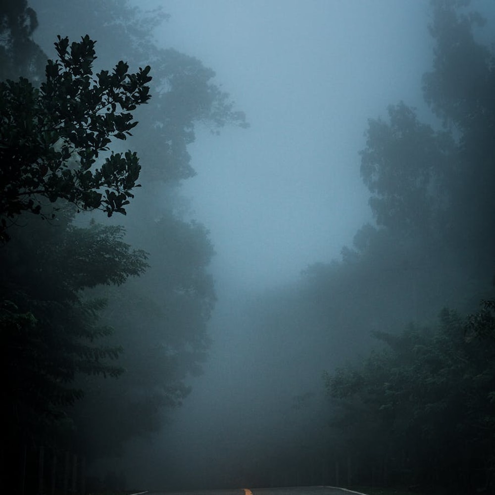 Empty foggy road stretching through trees on a quiet scenic drive